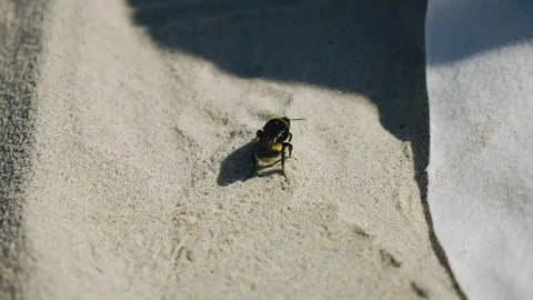 Bumblebee crawls on the sand trying to hide from the grains of sand Stock Footage 253211955
