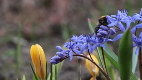 A bumblebee crawls on a Scilla in spring in a flower bed. Insects collect nectar Stock Footage 261947611