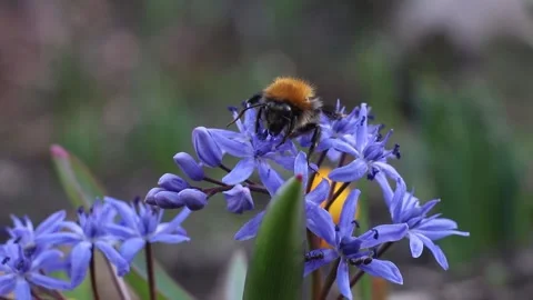 A bumblebee crawls on a Scilla in spring in a flower bed. Insects collect nectar Stock Footage 261947927