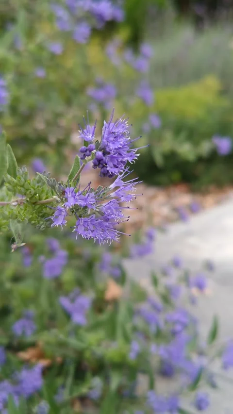 A bumblebee crawls on wildflowers large Stock Footage 317723394