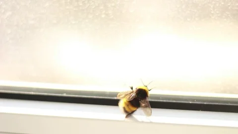 Bumblebee creeping on a window glass 動画素材 74370730
