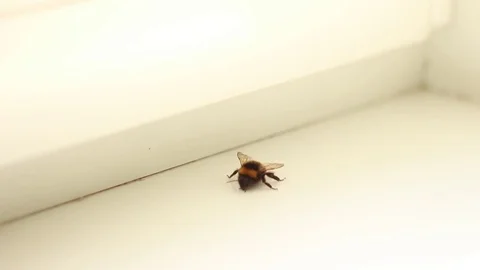 Bumblebee creeping on a windowsill Stock Footage 74291598