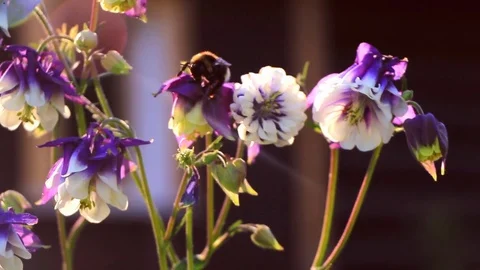 Bumblebee creeps along the flower of violet aquilegia Stock Footage 76836251
