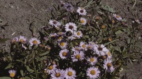 Bumblebee creeps on flower Stock Footage 96000147