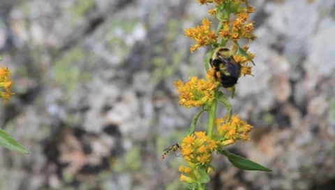 BumbleBee CU on Goldenrod Stock Footage 8632075