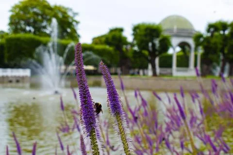 Bumblebee on Culver's Root in Kadriorg Park Foto stock