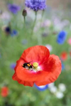 A bumblebee curls herself up looking for nectar in a heart shaped red poppy Stock Photos