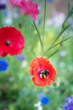 A bumblebee curls herself up looking for nectar in a  red poppy Fotos de archivo