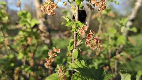 Bumblebee on currant flowers (1) ( slow motion ) Stock Footage 273950435