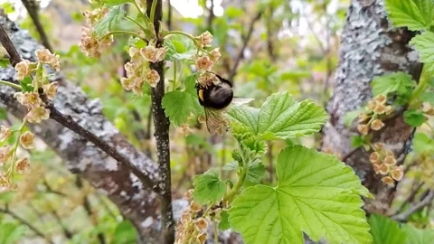 Bumblebee on currant flowers (2) ( slow motion ) Stock Footage 273950614