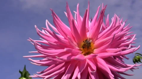 Bumblebee on dahlia flower close up Vídeo Stock 61844120