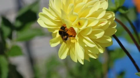 Bumblebee on dahlia flower Stock Footage 20524643