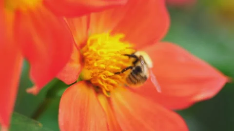 Bumblebee on dahlia flower Stock Footage