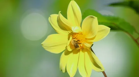 Bumblebee on dahlia flower Stock Footage