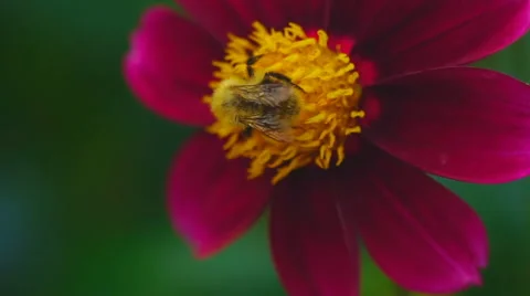 Bumblebee on dahlia flower Stock Footage
