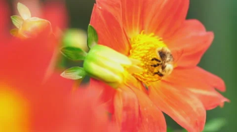 Bumblebee on dahlia flower Stock Footage