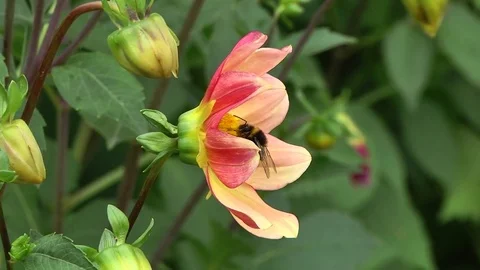 Bumblebee on Dahlia flower Video stock 85093697