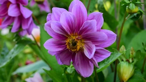 Bumblebee on a dahlia Stock Footage 115104928