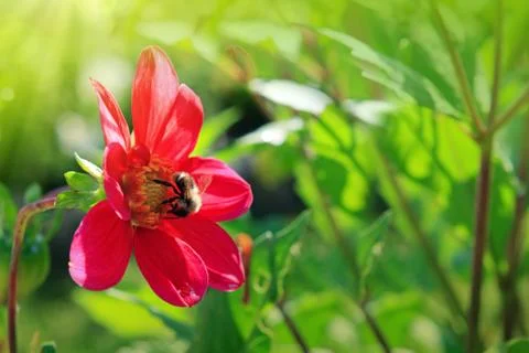 Bumblebee in dahlia: Stock Photos