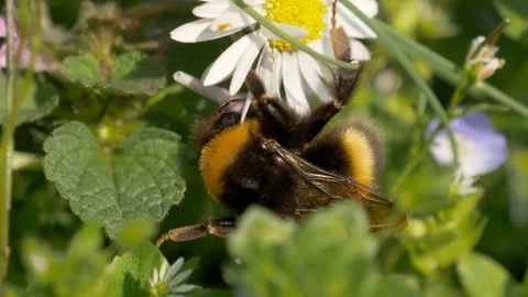Bumblebee Daisy Meadow Video stock 134776208
