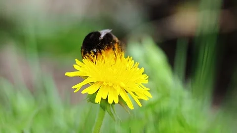 Bumblebee on a dandelion close-up. Stock Footage 186717069