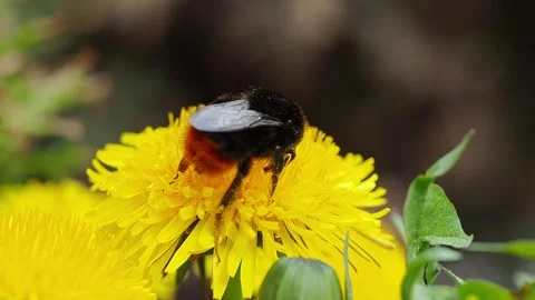 Bumblebee on a dandelion close-up. Stock Footage 186717863