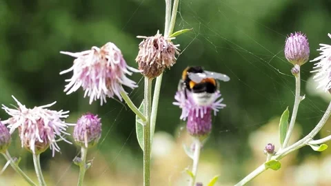 Bumblebee on a dandelion close-up. Video stock 233241764