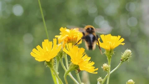 Bumblebee on a dandelion close-up. Video stock 233241768