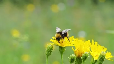 Bumblebee on a dandelion close-up. Video stock 233241774