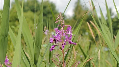 Bumblebee on a dandelion close-up. Video stock 233241778