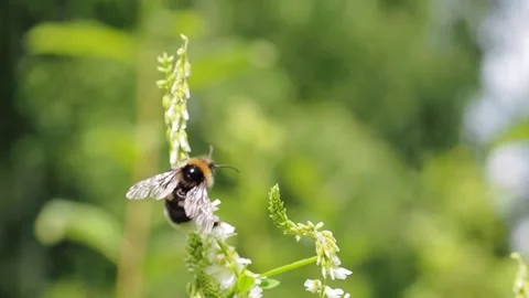Bumblebee on a dandelion close-up. Video stock 233241785
