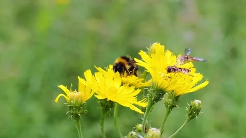 Bumblebee on a dandelion close-up. Video stock 233241789