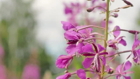 Bumblebee on a dandelion close-up. Stock Footage 233241795