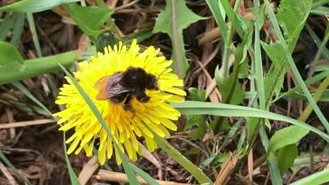 A bumblebee on a dandelion flower Stock Footage 291460667