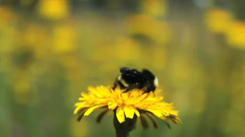 Bumblebee On Dandelion 動画素材 97009