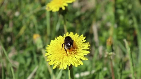 Bumblebee on dandelion Stock Footage 132167494