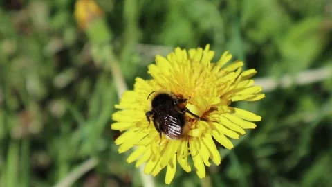 Bumblebee on dandelion Stock Footage 132167507
