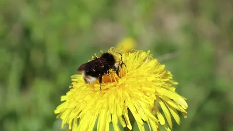Bumblebee on dandelion Stock Footage 132167559