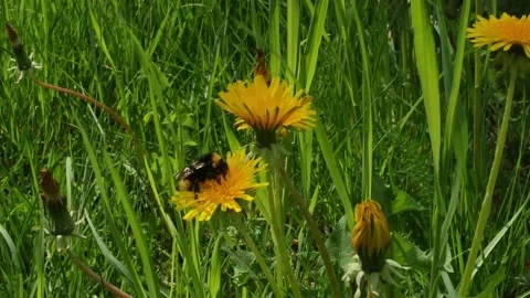 Bumblebee on dandelion Stock-Footage 197351822