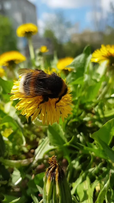 Bumblebee on Dandelion Macro Shot Stock Footage 296076001