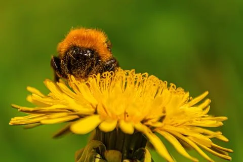 Bumblebee on a dandelion Stock Photos