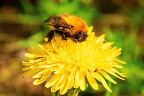 Bumblebee on a dandelion Foto stock