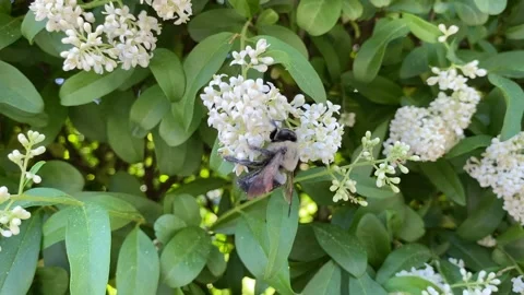 Bumblebee on Daphne bush Stock Footage