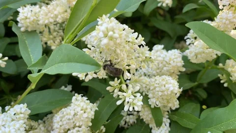Bumblebee on Daphne bush Stockbeeldmateriaal 132986105