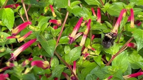 Bumblebee in deep pink flowers Stock Footage 250124988