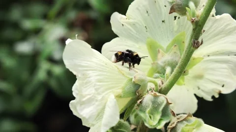 Bumblebee delicately exploring a white flower, collecting pollen and Stock Footage 347030950
