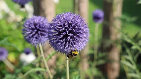 Bumblebee delicately gathering pollen on a vibrant purple Allium flower, Stock Footage 347030532