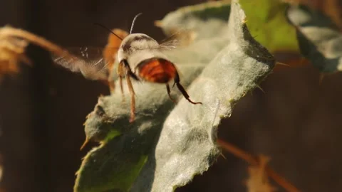 Bumblebee. Detail red tailed Bumble bee. Bombus cullumanus ssp. Honeybee, bees Stock Footage 203149253