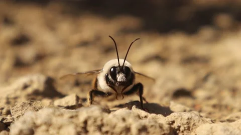 Bumblebee. Detail red tailed bumble bee. Bombus cullumanus ssp. Honeybee, bees Stock Footage 203175984