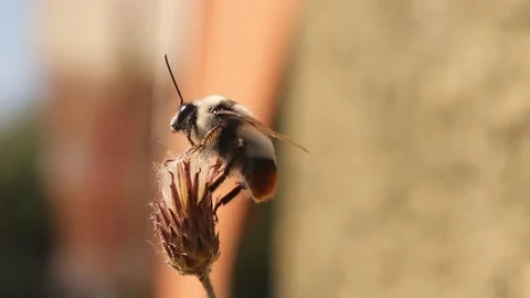 Bumblebee. Detail red tailed Bumble bee. Bombus cullumanus ssp. Honeybee, bees Stock Footage 203176996